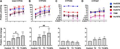Pregnancy related hormones increase CYP3A mediated buprenorphine metabolism in human hepatocytes: a comparison to CYP3A substrates nifedipine and midazolam